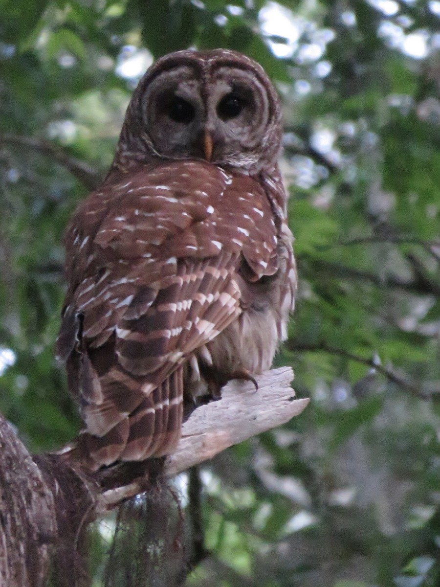 Barred Owl - ML26864391