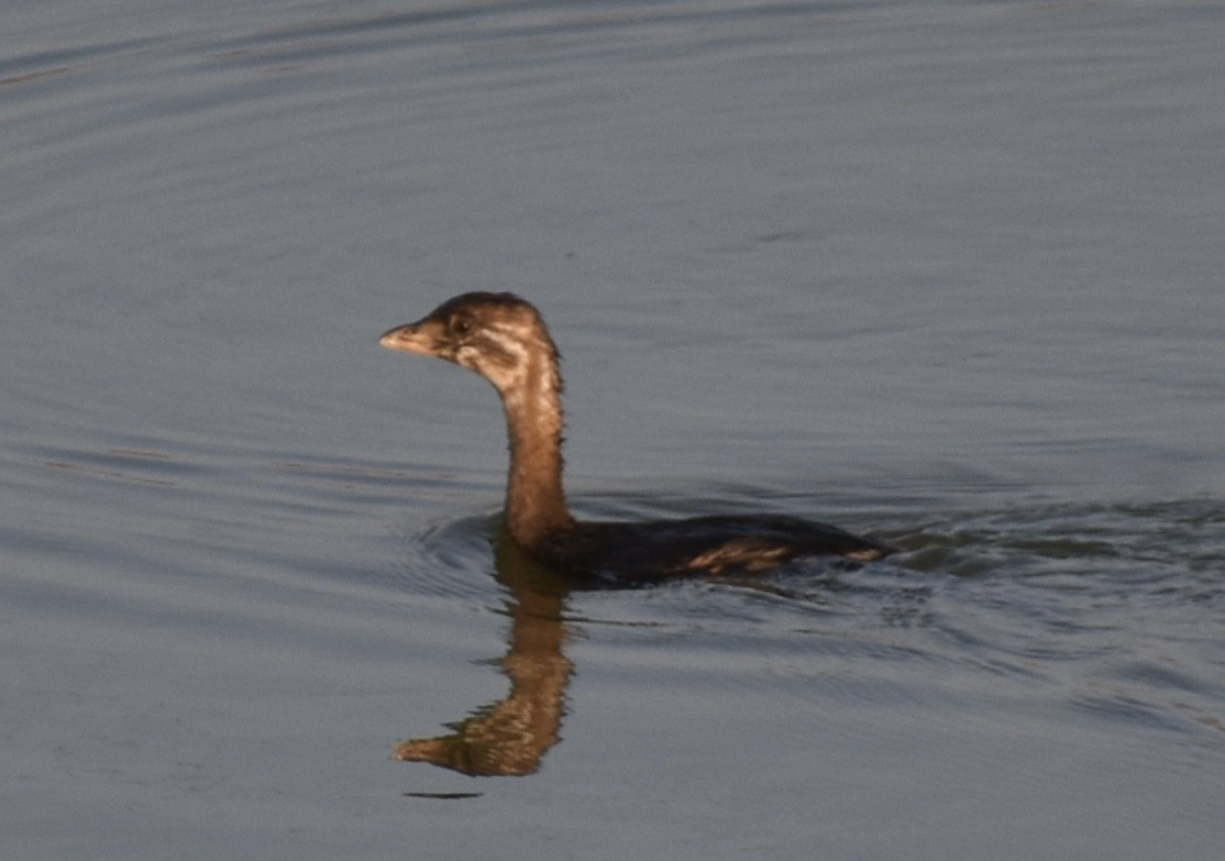 Pied-billed Grebe - Kyle Fisher