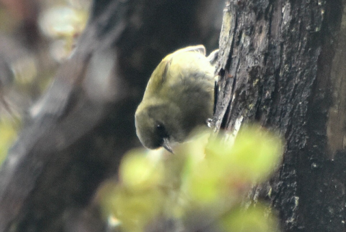 Mana-Akepakleidervogel - ML26865461