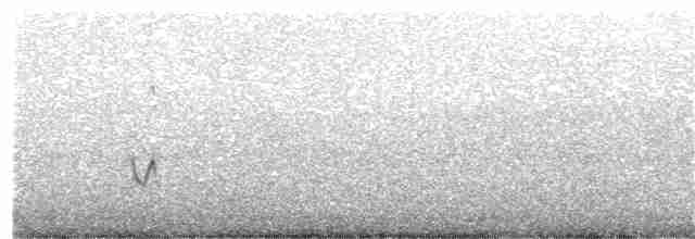太平洋金斑鴴 - ML268660571