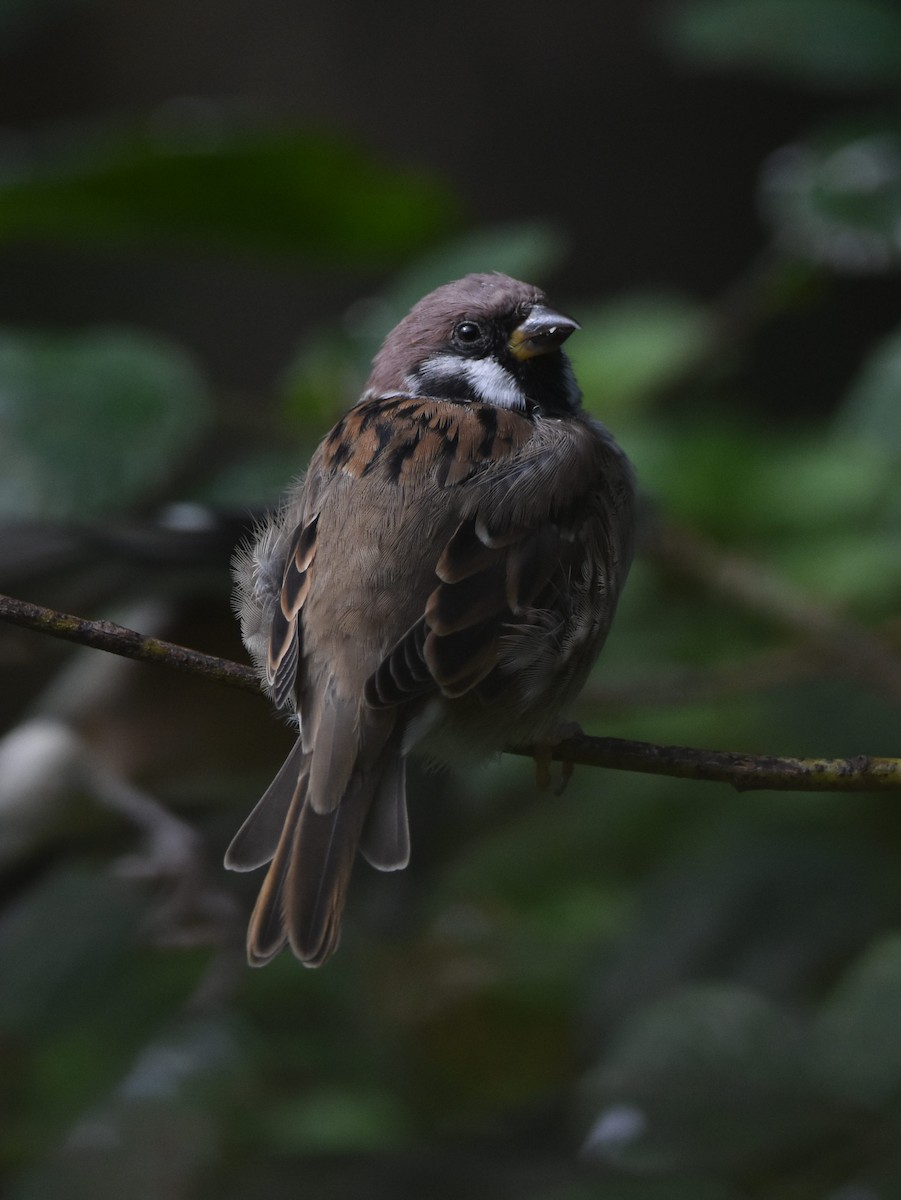 Eurasian Tree Sparrow - Colin Barrett