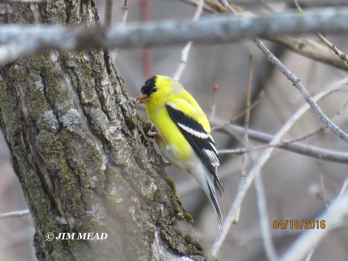 American Goldfinch - Jim Mead