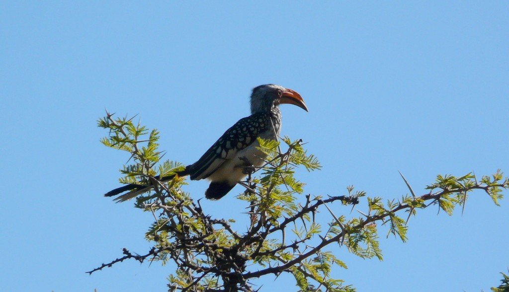 Southern Yellow-billed Hornbill - ML26867431