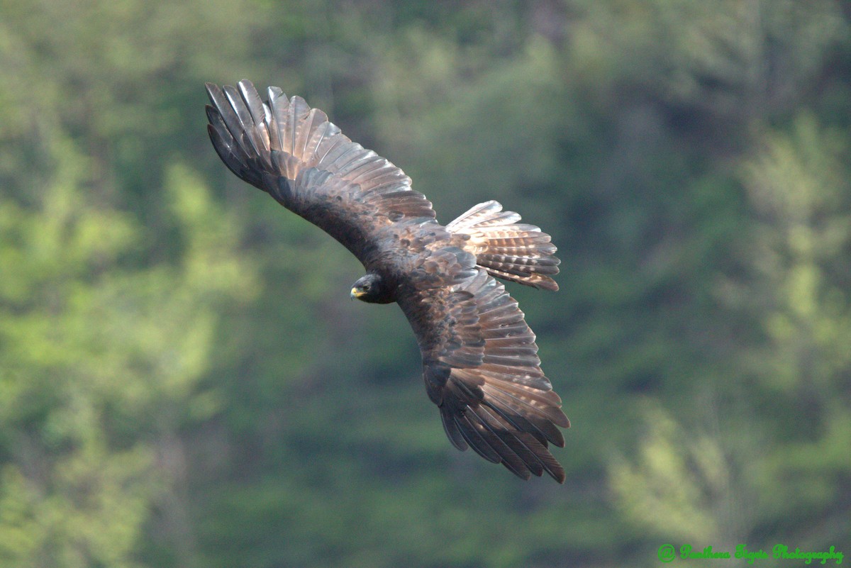 Black Eagle - Chandrasekar Sekar