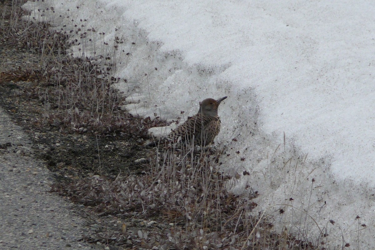 Northern Flicker (Red-shafted) - ML268675511