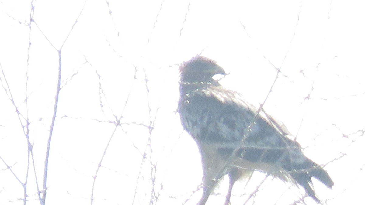 Greater Spotted Eagle - ML268676701