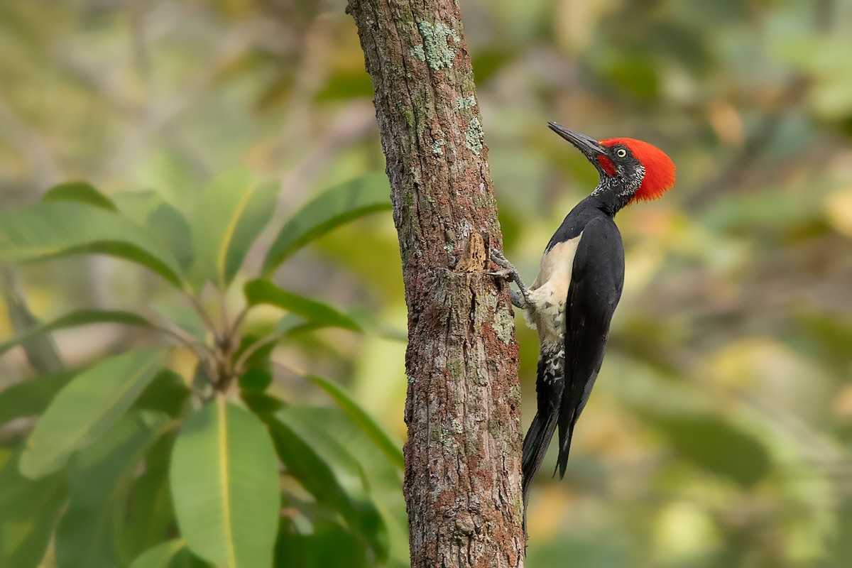 White-bellied Woodpecker - Ayuwat Jearwattanakanok