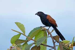 Greater Coucal (Greater), ML268677051