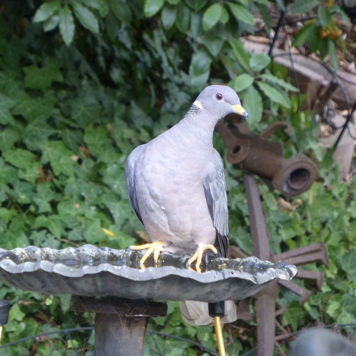 Band-tailed Pigeon - ML268679781