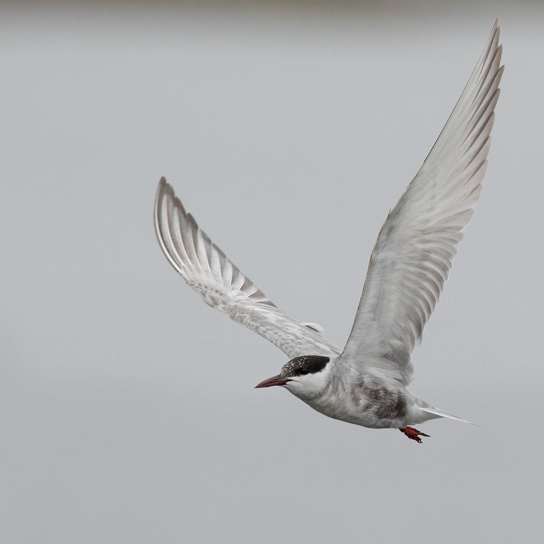 Whiskered Tern - Lars Petersson | My World of Bird Photography