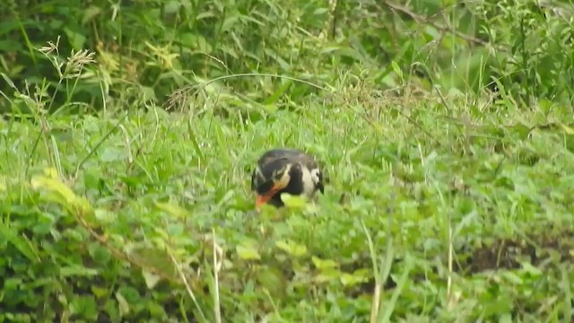 Indian Pied Starling - ML268681471