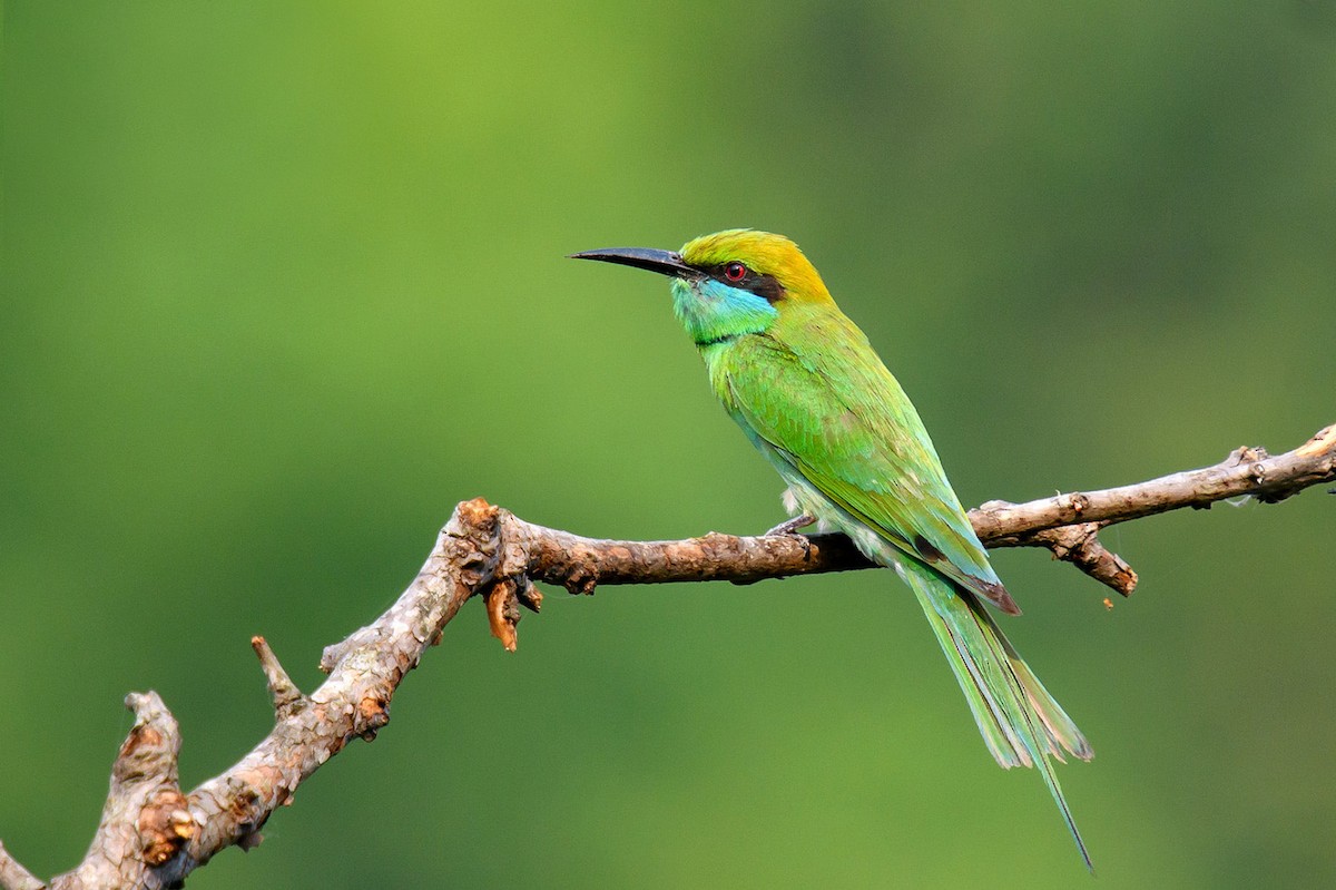 Asian Green Bee-eater - Nepal Important  Bird Records