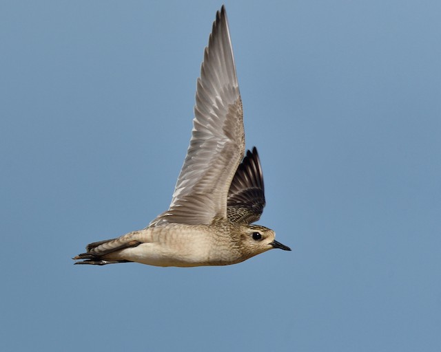 Possible Confusion species: American Golden-Plover (<em class="SciName notranslate">Pluvialis dominica</em>). - American Golden-Plover - 