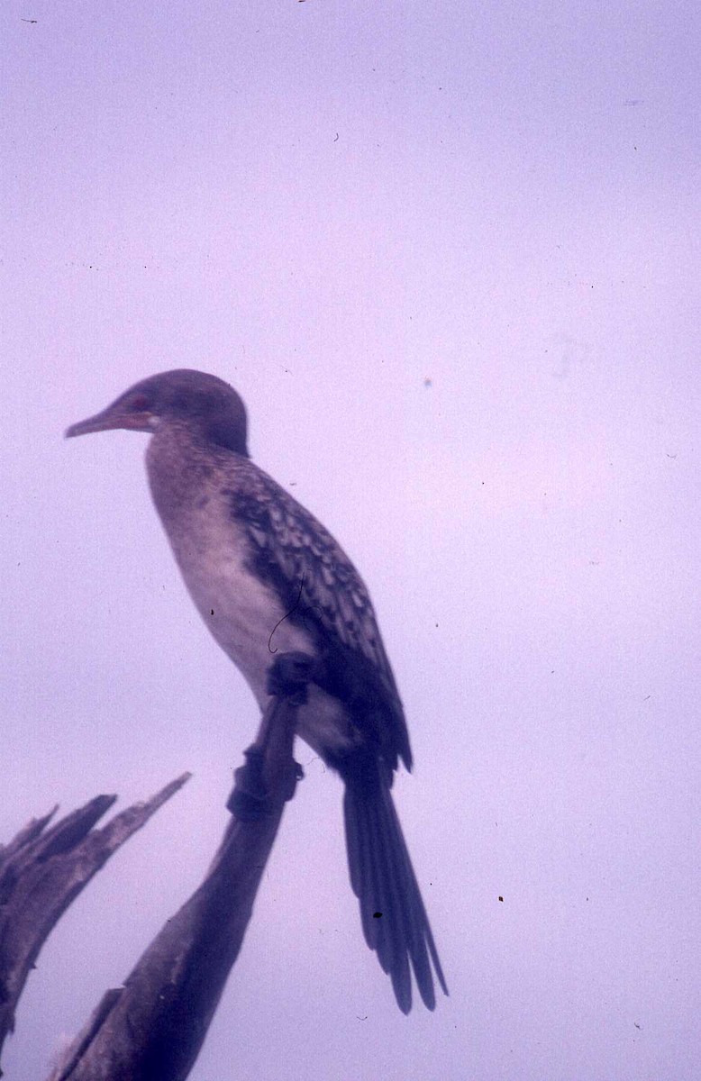 Long-tailed Cormorant - ML26868901