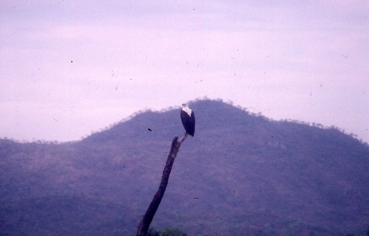 African Fish-Eagle - ML26868911