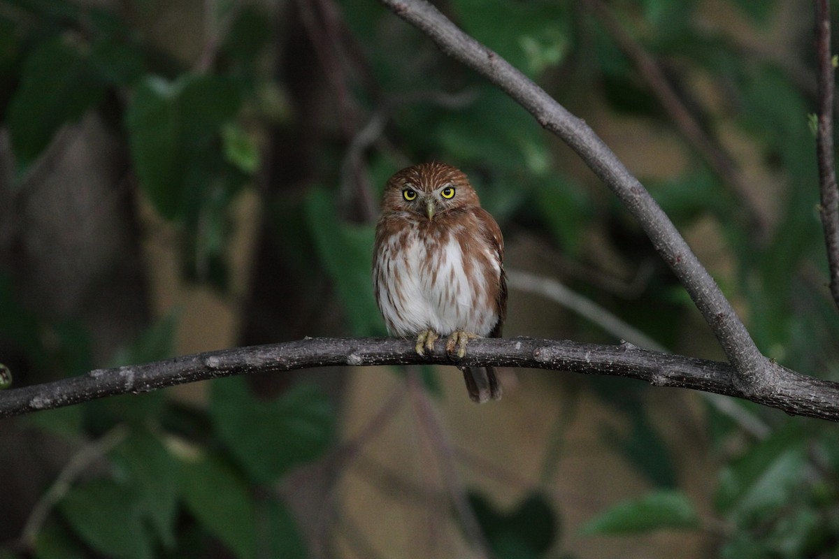 Ferruginous Pygmy-Owl - Eero Rasi