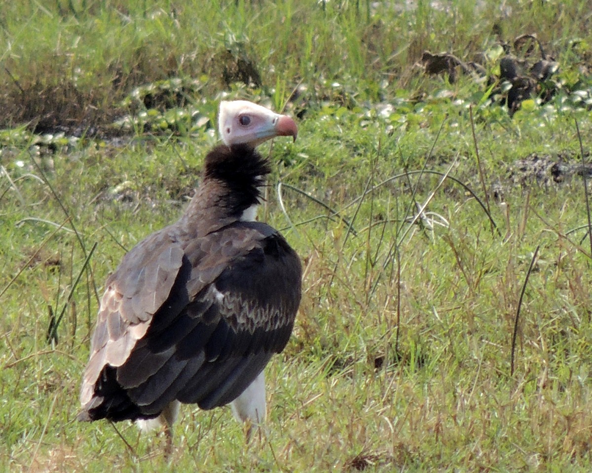 White-headed Vulture - Sam Shaw
