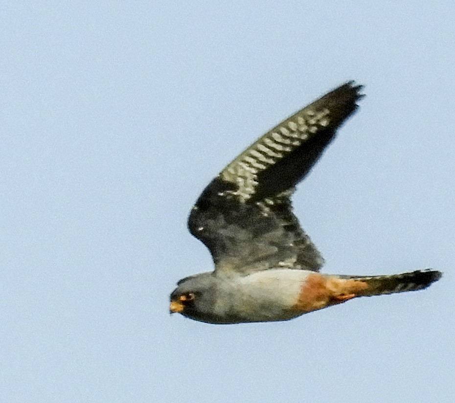 Red-footed Falcon - ML268691061
