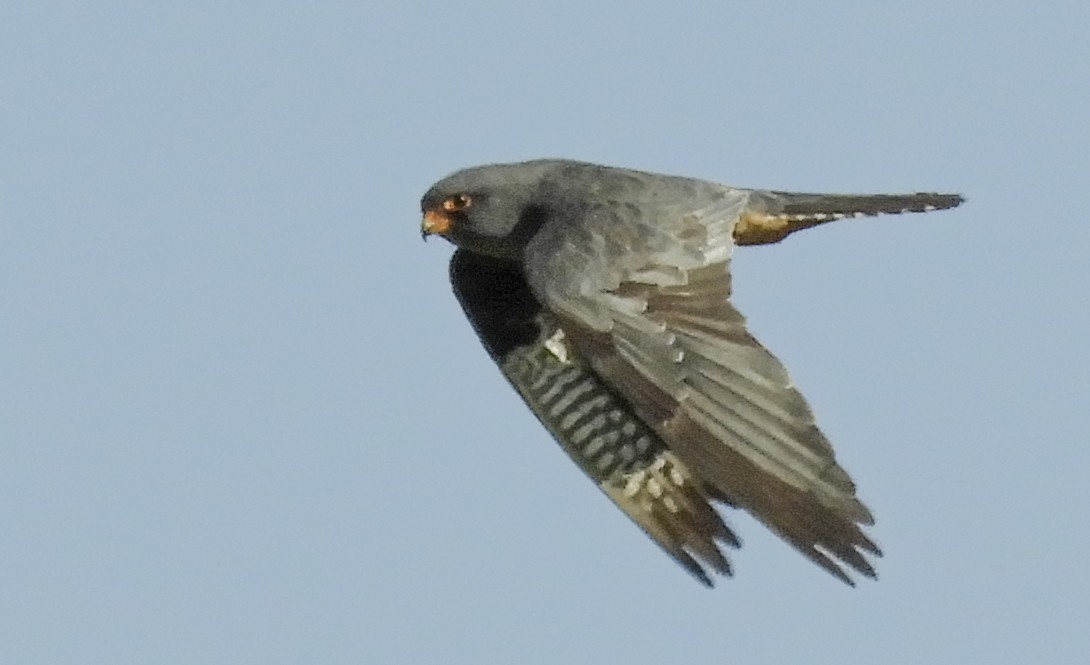 Red-footed Falcon - ML268691071