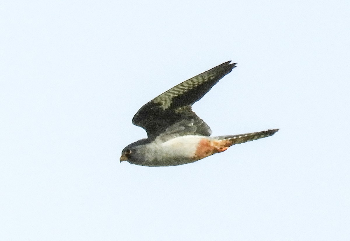 Red-footed Falcon - ML268691081