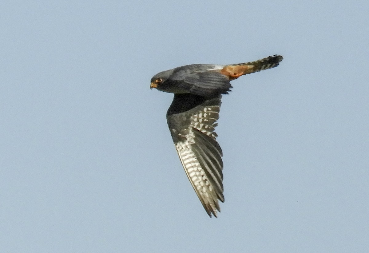 Red-footed Falcon - ML268691091