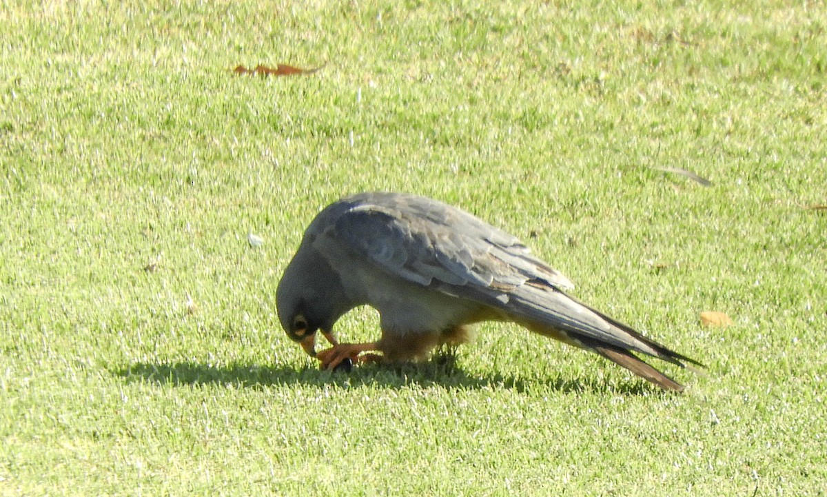 Red-footed Falcon - ML268691141