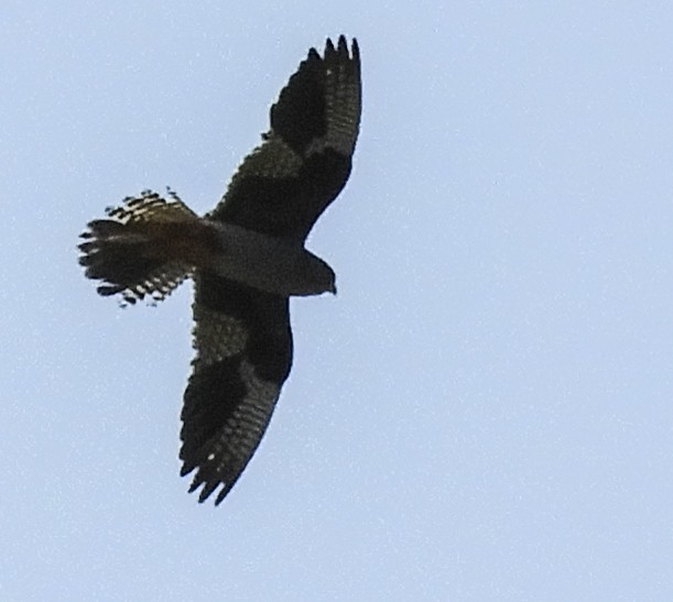 Red-footed Falcon - ML268691151