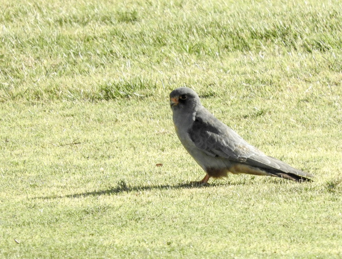 Red-footed Falcon - ML268691161