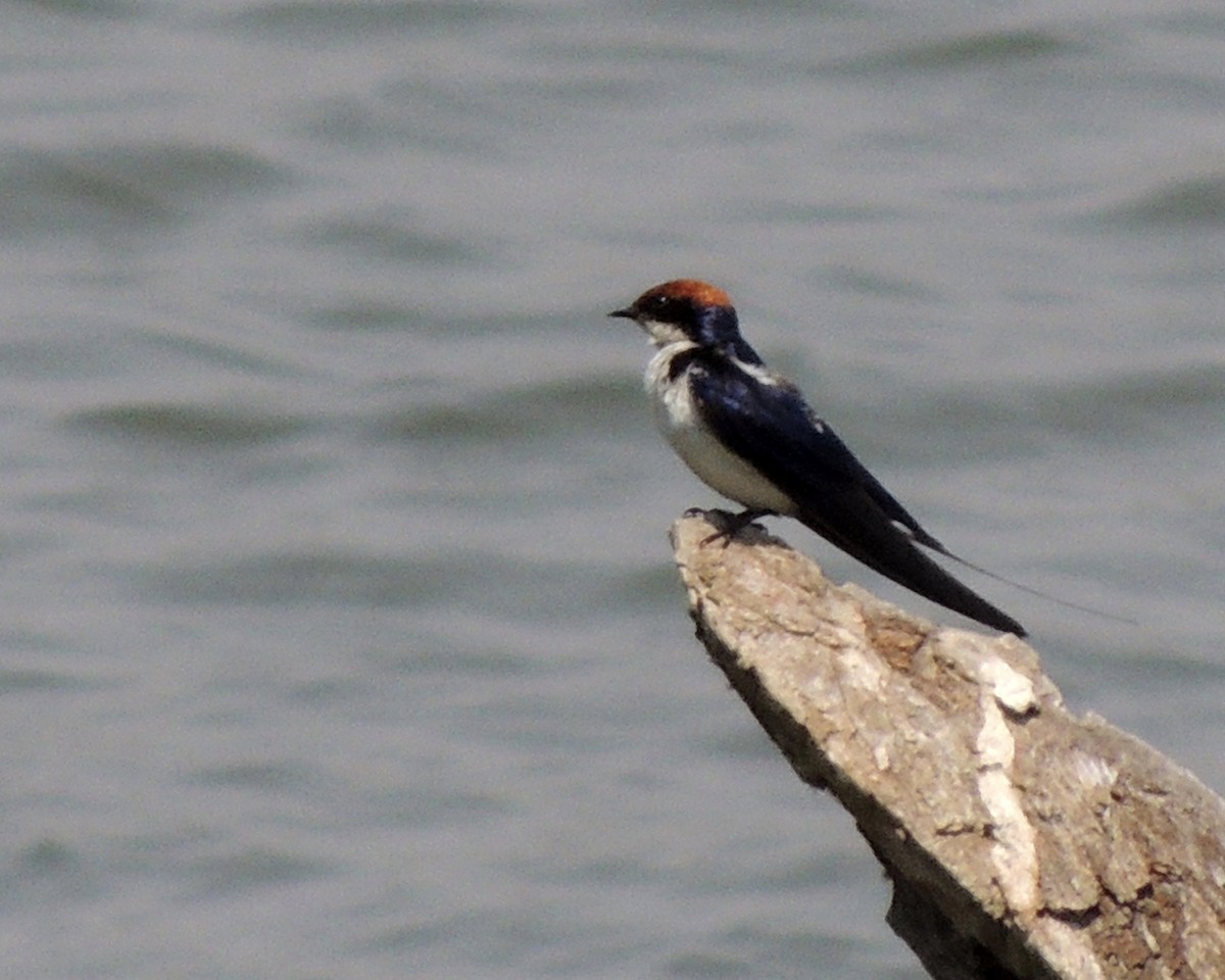 Wire-tailed Swallow - ML268692051