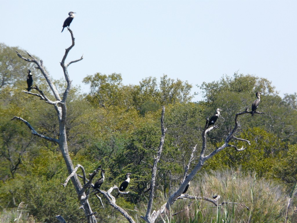 Great Cormorant (White-breasted) - ML26869321