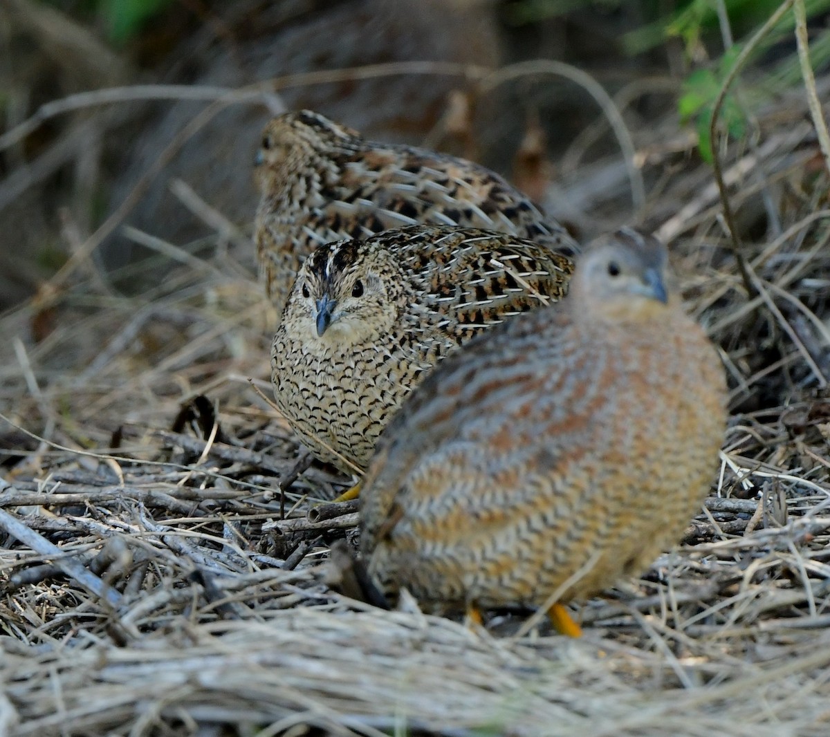 Brown Quail - Andy Gee