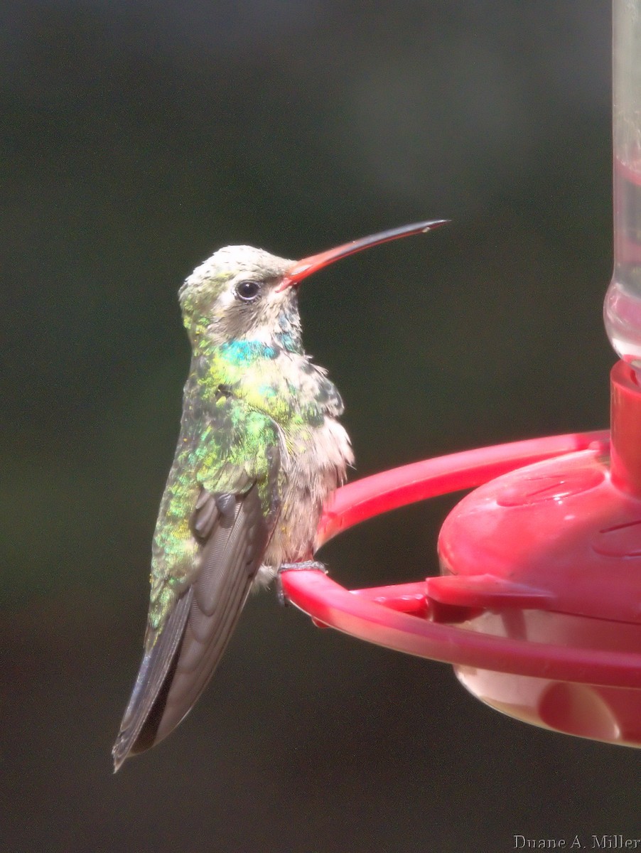 Broad-billed Hummingbird - Duane Miller