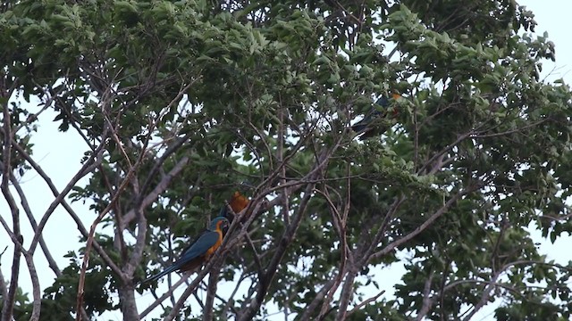 Blue-throated Macaw - ML268700921