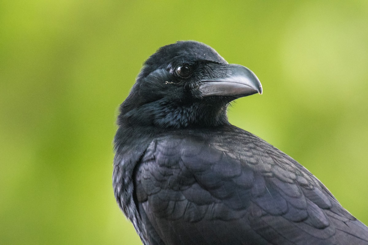 Large-billed Crow - ML268701311