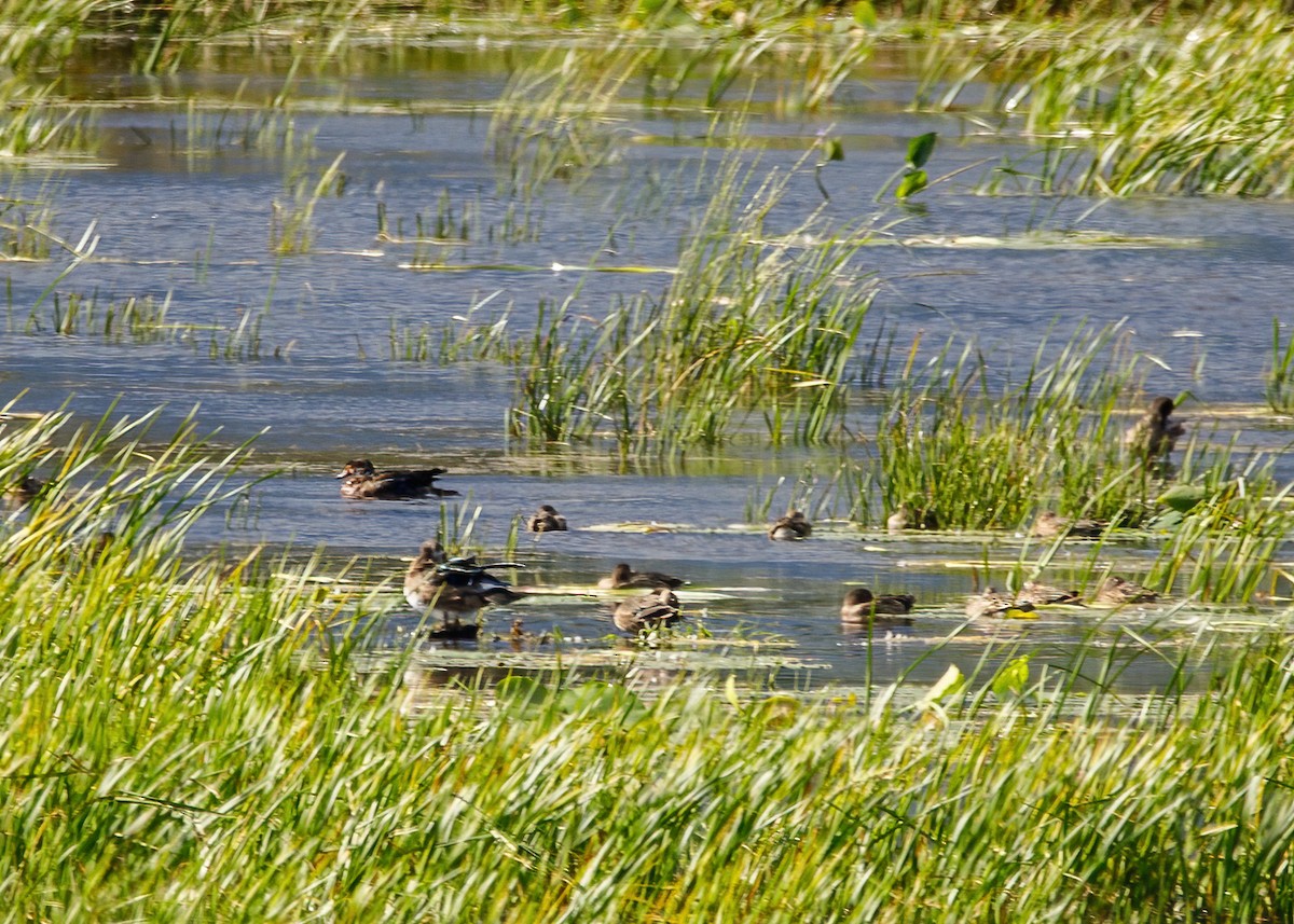 Green-winged Teal - ML268703161