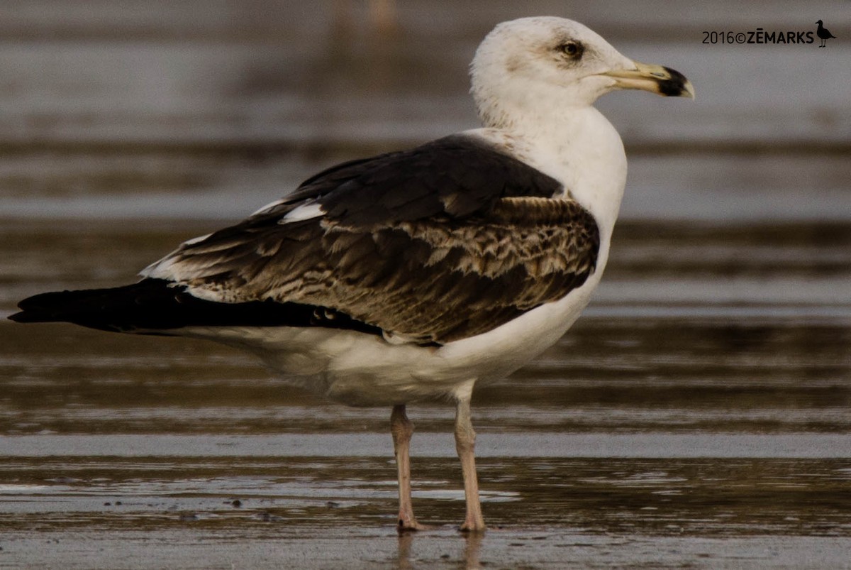 Great Black-backed Gull - José Marques