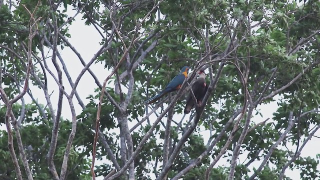 Blue-throated Macaw - ML268704851