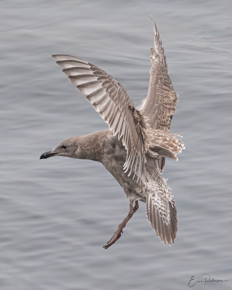 Glaucous-winged Gull - Eric Robison