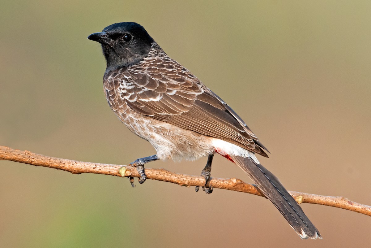 Red-vented Bulbul - ML268708681