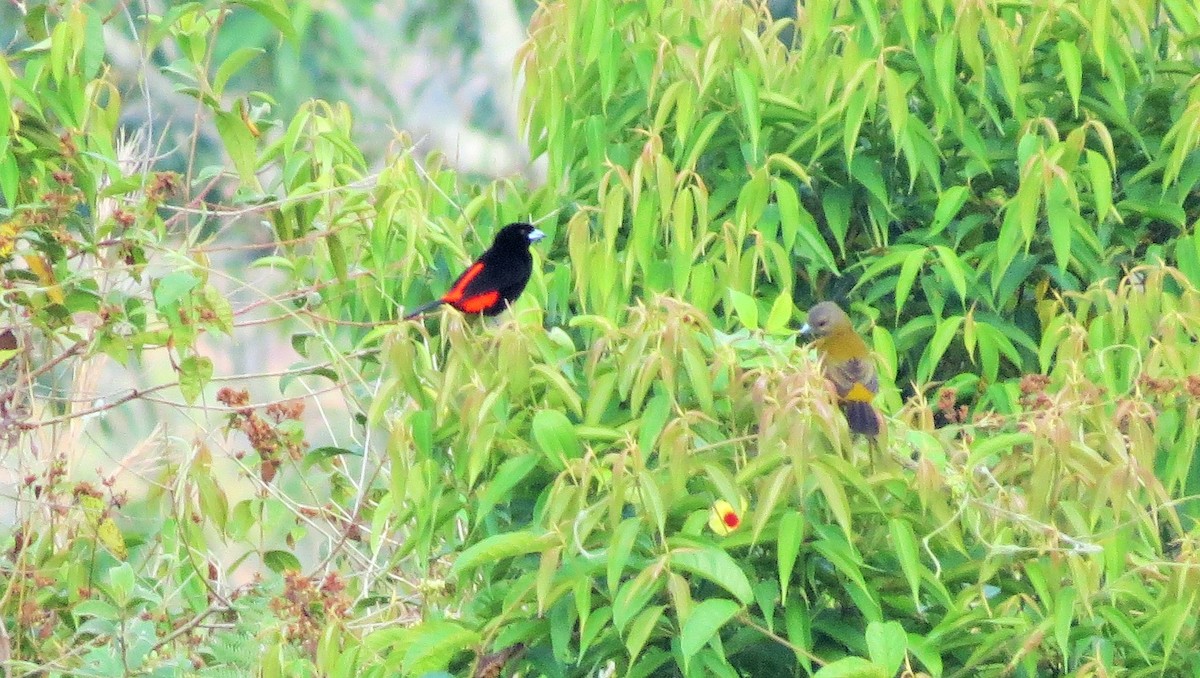 Scarlet-rumped Tanager (Passerini's) - ML26871041