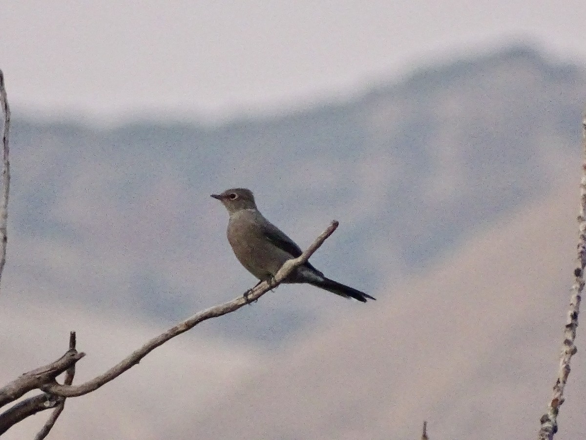 Townsend's Solitaire - ML268714841
