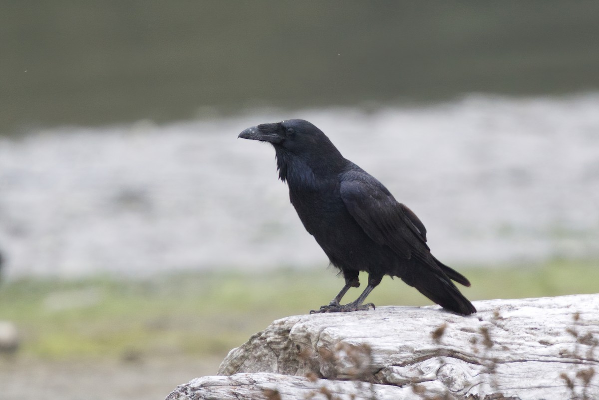 Common Raven - ML268718141