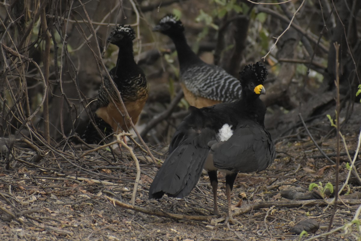 Bare-faced Curassow - ML268720261