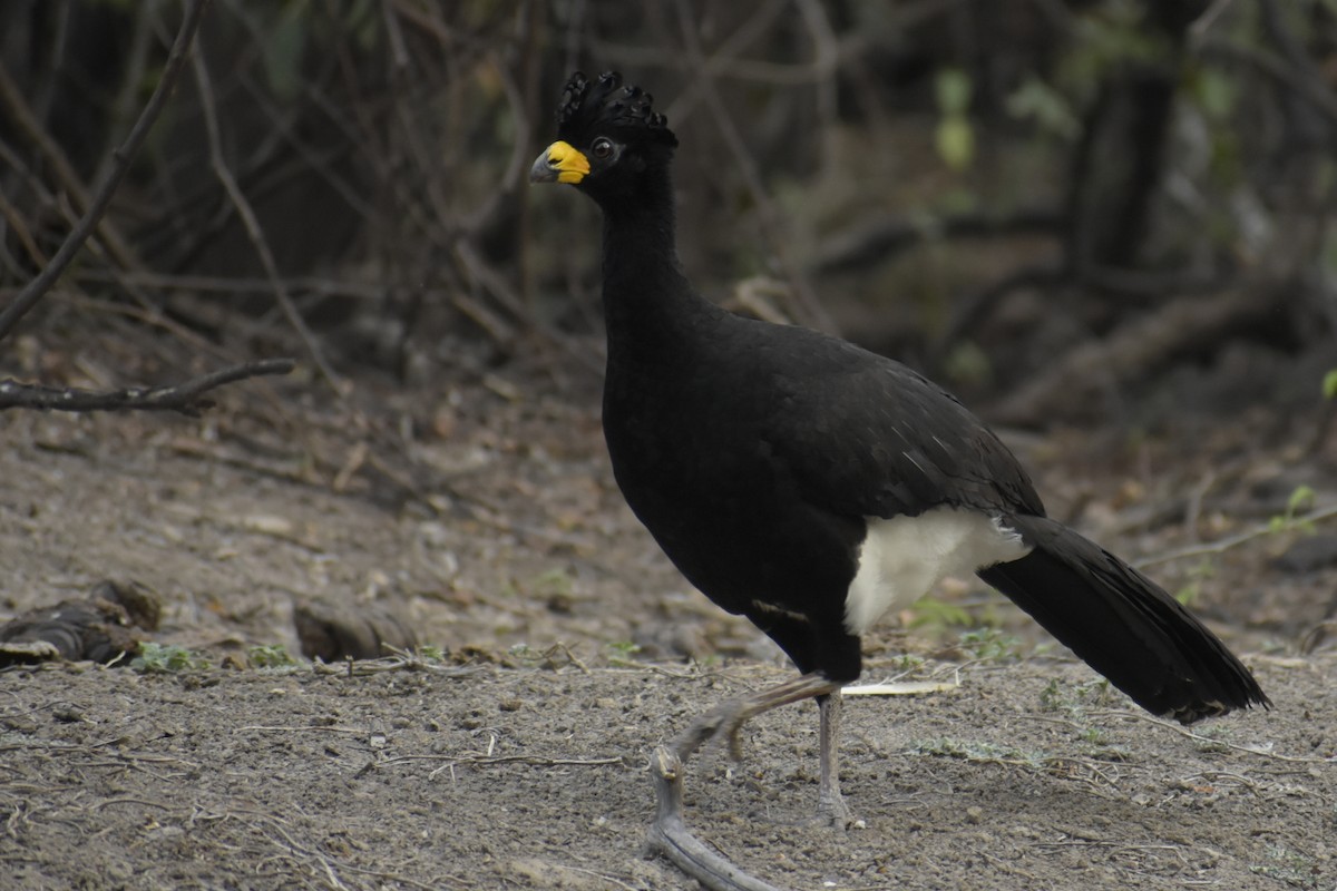 Bare-faced Curassow - ML268720321