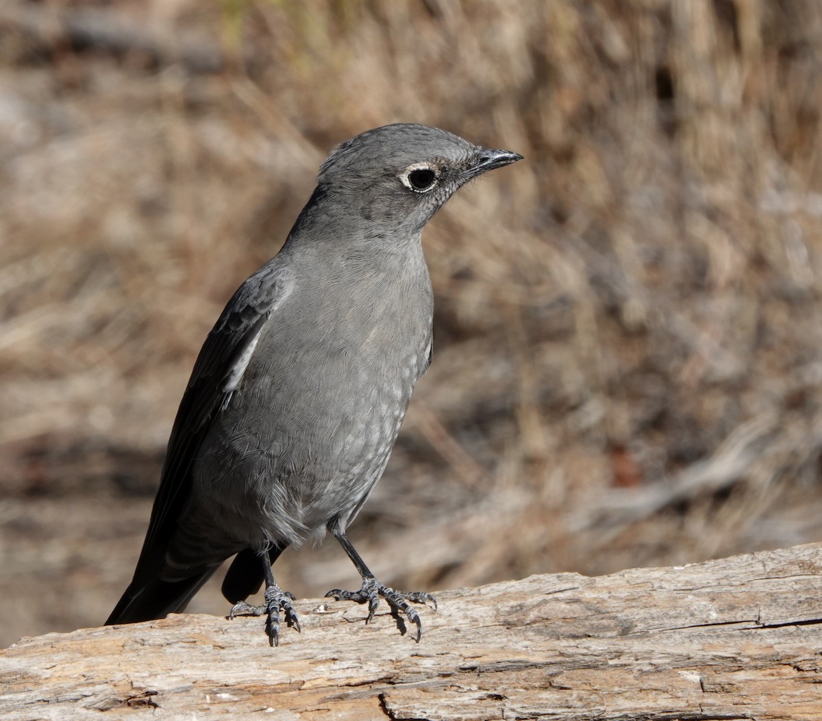 Townsend's Solitaire - Jack Maynard