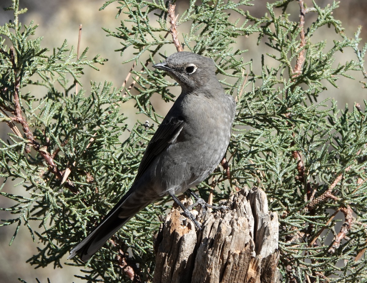 Townsend's Solitaire - ML268722621
