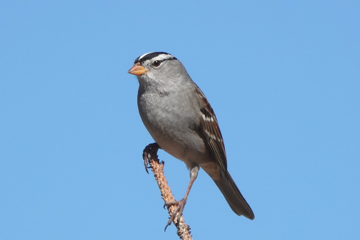 White-crowned Sparrow - Jack Maynard
