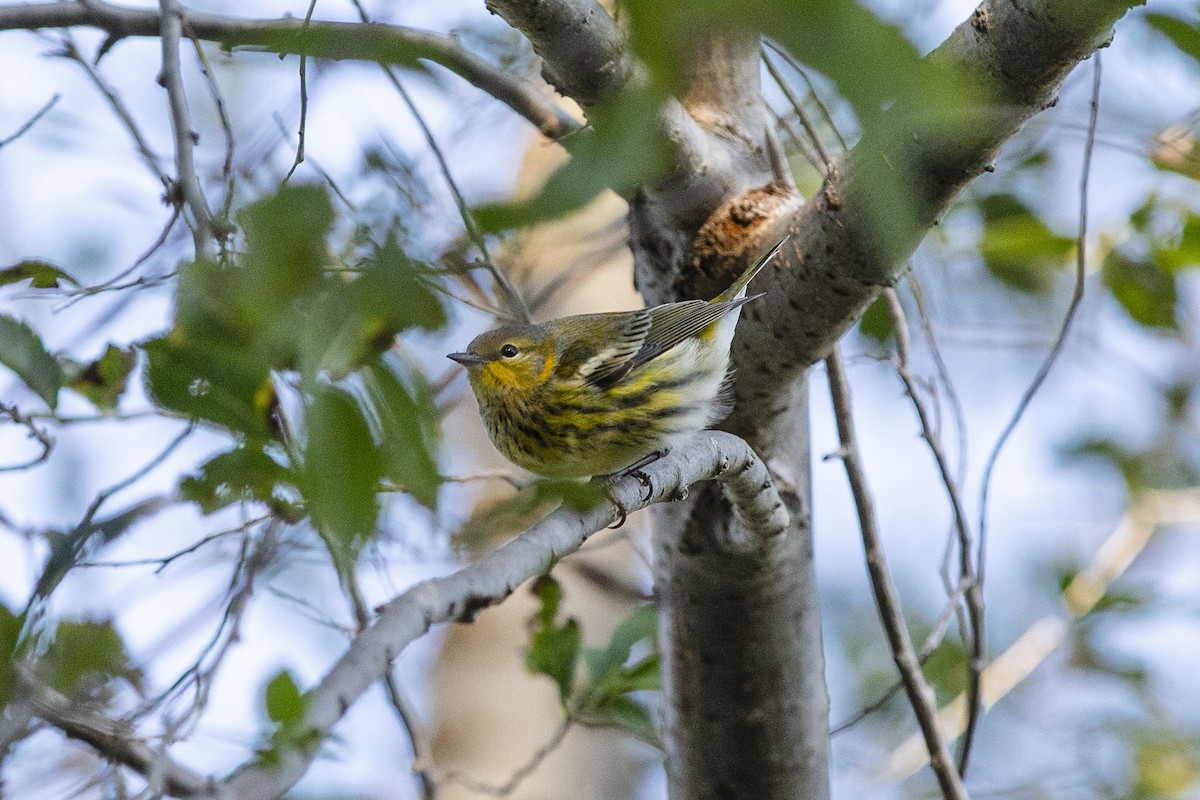 Cape May Warbler - ML268725191