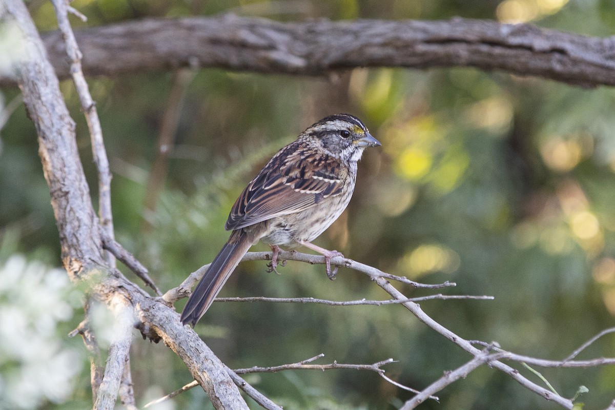 White-throated Sparrow - Kris Long
