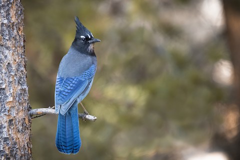 Steller's Jay  National Geographic